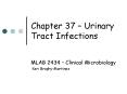 Chapter 37 Urinary Tract Infections PowerPoint PPT Presentation