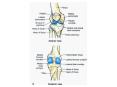 Knee Joint PowerPoint PPT Presentation