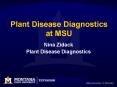 Plant Disease Diagnostics at MSU PowerPoint PPT Presentation