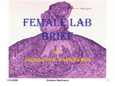 Female Lab Brief