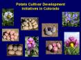 Potato Cultivar Development Initiatives in Colorado PowerPoint PPT Presentation