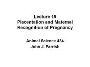 Lecture%2019%20Placentation%20and%20Maternal%20Recognition%20of%20Pregnancy