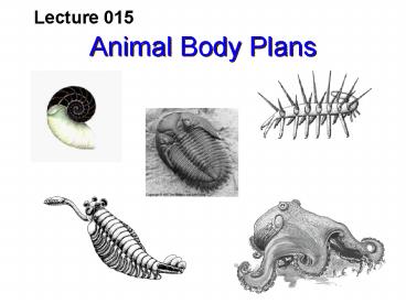 Animal Body Plans