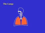 The Lungs