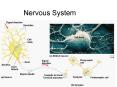 Nervous System PowerPoint PPT Presentation