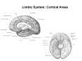 Limbic System: Cortical Areas PowerPoint PPT Presentation