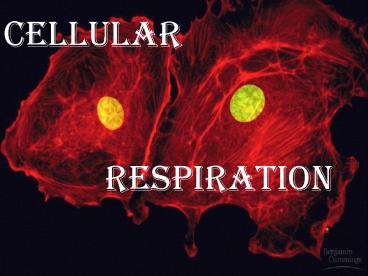 presentation player overlay