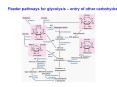 Feeder pathways for glycolysis entry of other carbohydrates PowerPoint PPT Presentation