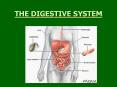 THE DIGESTIVE SYSTEM PowerPoint PPT Presentation
