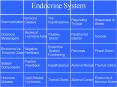 Endocrine System PowerPoint PPT Presentation