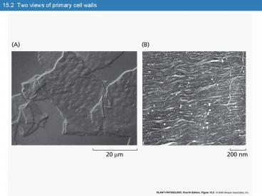 15'2 Two views of primary cell walls