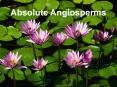 Absolute Angiosperms PowerPoint PPT Presentation