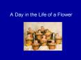 A Day in the Life of a Flower PowerPoint PPT Presentation