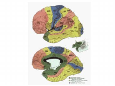 Dissecting working memory using functional MRI