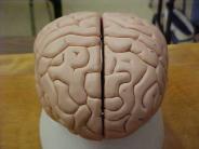 Frontal lobe