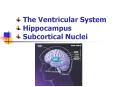 The ventricular system Hippocampus Subcortical nuclei PowerPoint PPT Presentation
