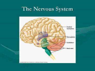 The Nervous System