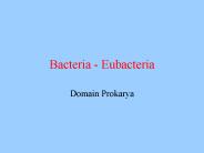 Bacteria - Eubacteria