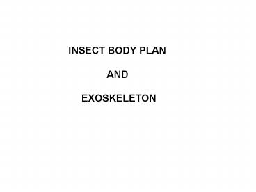 INSECT BODY PLAN