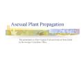 Asexual Plant Propagation PowerPoint PPT Presentation