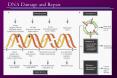 DNA Damage and Repair PowerPoint PPT Presentation