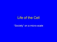 Life of the Cell