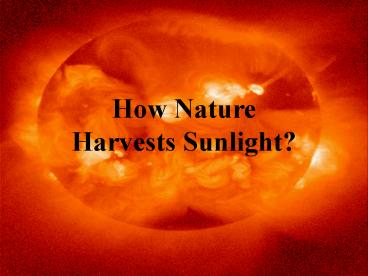How Nature Harvests Sunlight