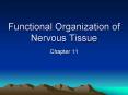 Functional Organization of Nervous Tissue PowerPoint PPT Presentation