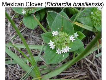 Mexican Clover Richardia brasiliensis