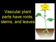 Vascular plant parts have roots, stems, and leaves' PowerPoint PPT Presentation