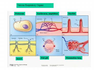 Various Respiratory Organs