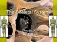 The Skeletal System PowerPoint PPT Presentation