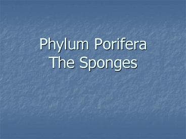 Phylum Porifera The Sponges
