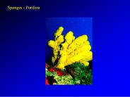 Sponges - Porifera