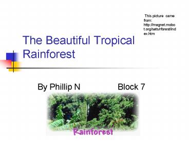 The Beautiful Tropical Rainforest