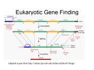 Eukaryotic Gene Finding