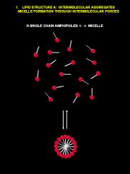 N SINGLE CHAIN AMPHIPHILES ? ? MICELLE