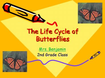 The Life Cycle of Butterflies