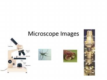 PPT – Microscope Images PowerPoint presentation | free to view - id ...