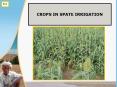 CROPS IN SPATE IRRIGATION PowerPoint PPT Presentation