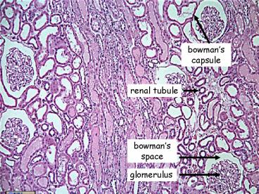 presentation player overlay