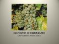 CULTIVATION OF CHENIN BLANC PowerPoint PPT Presentation