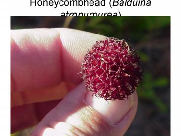 Honeycombhead Balduina atropurpurea