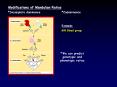 Modifications of Mendelian Ratios PowerPoint PPT Presentation