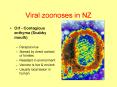 Viral zoonoses in NZ PowerPoint PPT Presentation