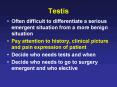 Testis PowerPoint PPT Presentation