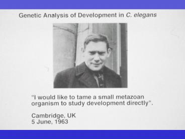 Cell Lineage of C' elegans