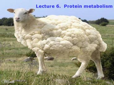 Lecture 6' Protein metabolism