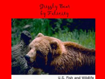 Grizzly Bear by Felicity