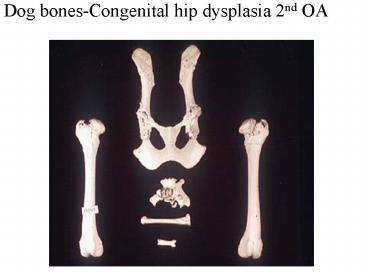 Dog bonesCongenital hip dysplasia 2nd OA